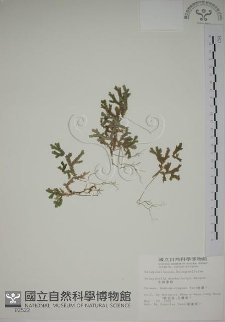 生根卷柏藏品圖，第1張