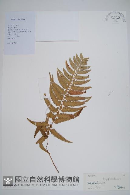 登錄號:P012522藏品圖，第1張