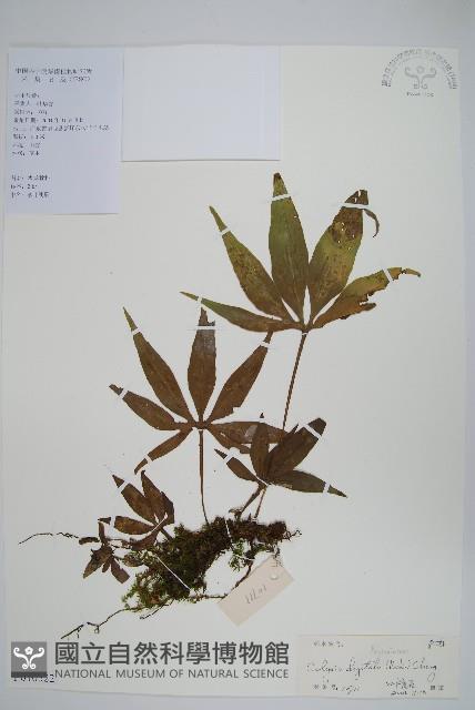 掌葉線蕨藏品圖，第1張