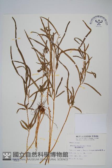 箭葉鳳尾蕨藏品圖，第1張