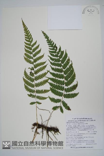 擬茯蕨藏品圖，第1張