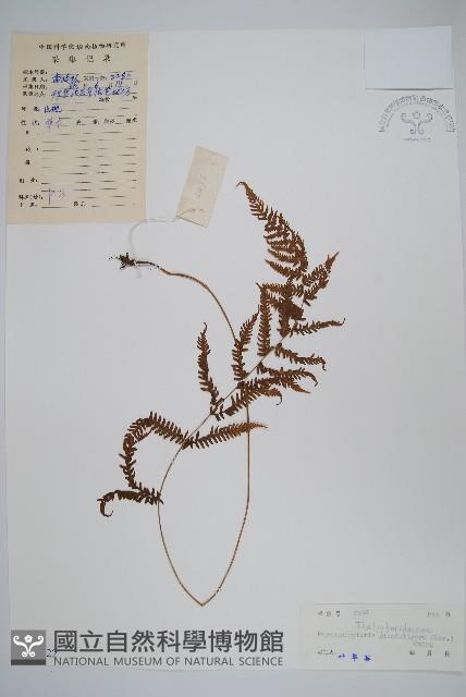 密腺副金星蕨藏品圖，第1張