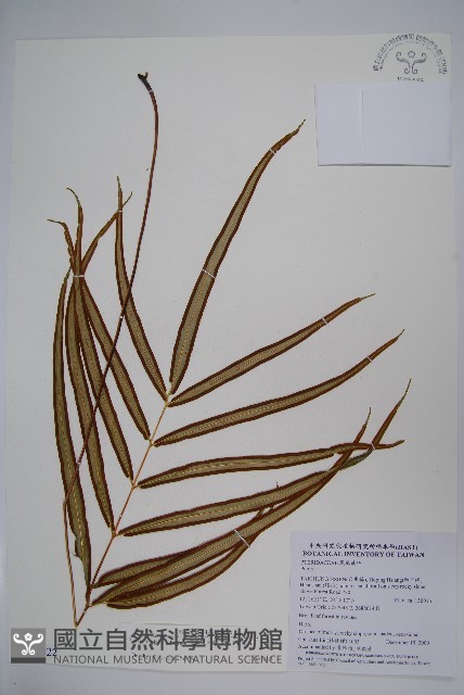 長葉鳳尾蕨藏品圖，第1張