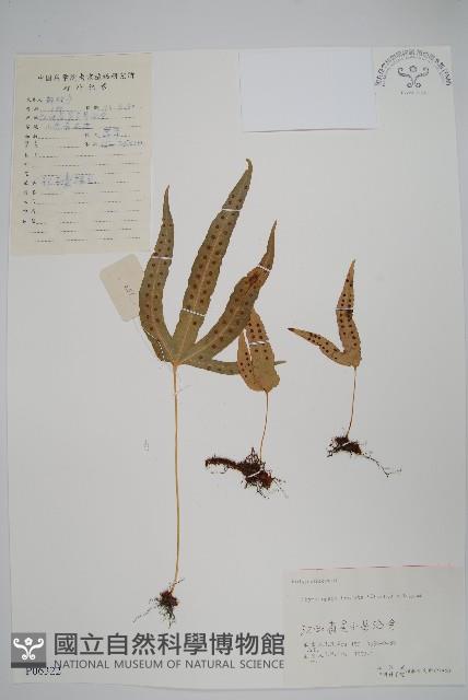 金雞腳藏品圖，第1張