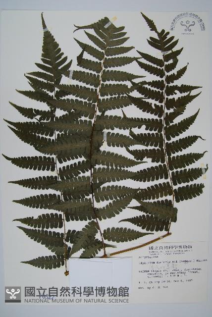 德氏雙蓋蕨藏品圖，第1張