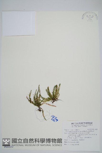 姬荷包蕨藏品圖，第1張