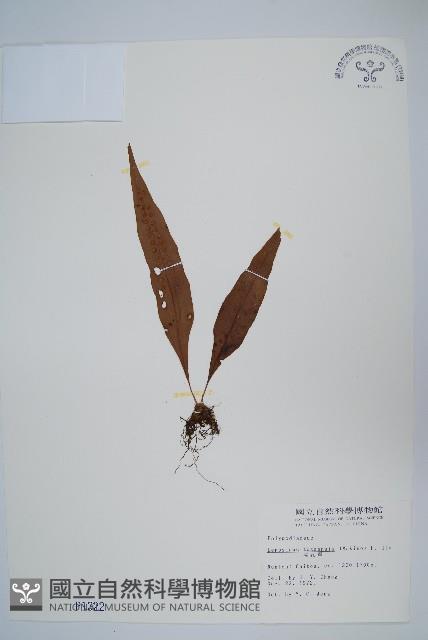 擬瓦葦藏品圖，第1張