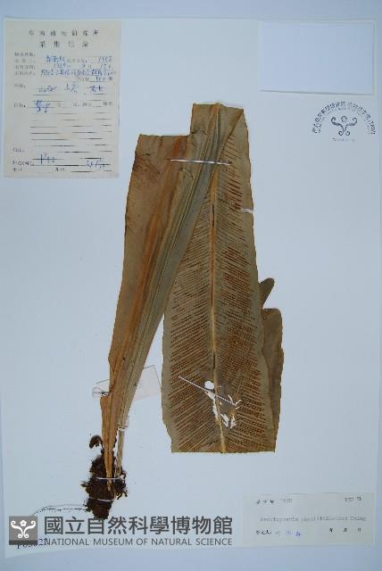 登錄號:P005322藏品圖，第1張