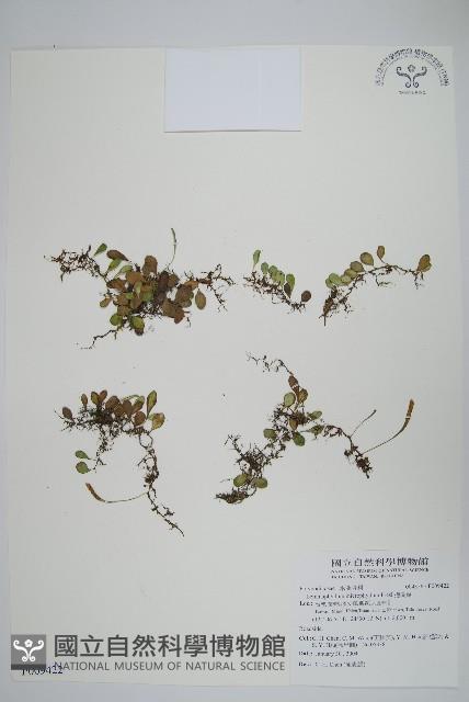 抱樹蕨、伏石蕨藏品圖，第1張