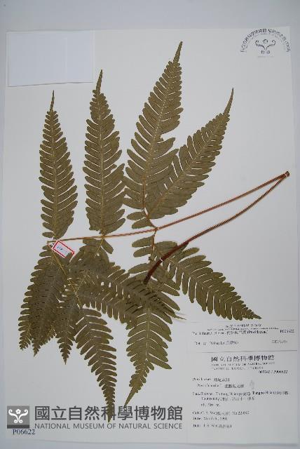 Accession Number:P006622 Collection Image, Figure 1, Total 2 Figures