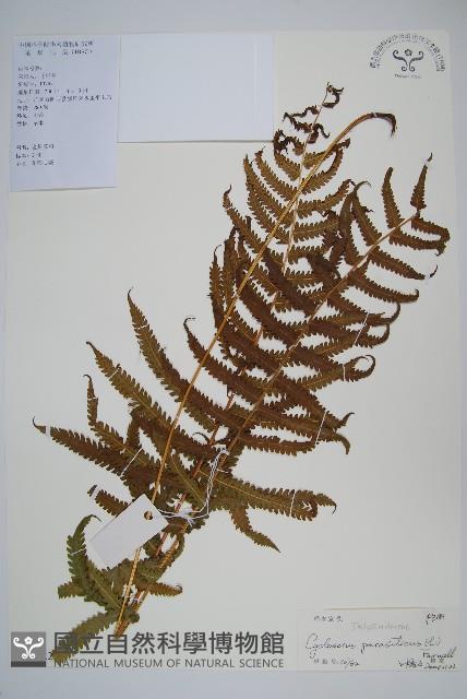 密毛毛蕨藏品圖，第1張