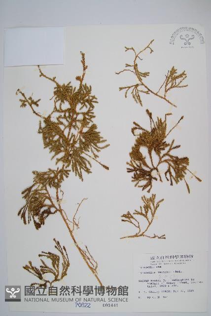 玉山石松藏品圖，第1張