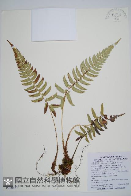 關山耳蕨藏品圖，第1張