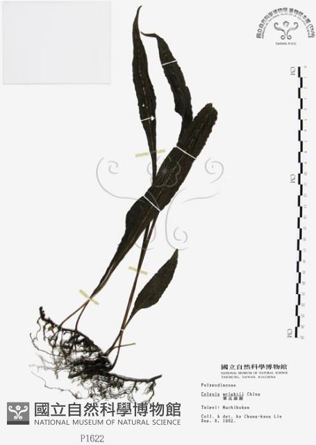 萊氏線蕨藏品圖，第1張