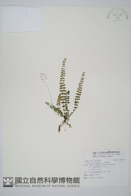鐵角蕨藏品圖，第1張