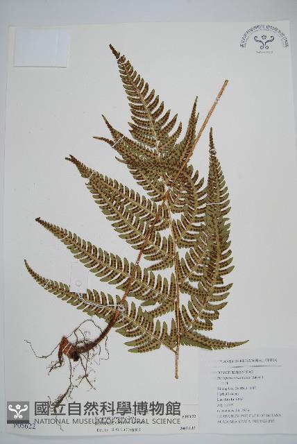 假異鱗毛蕨藏品圖，第1張
