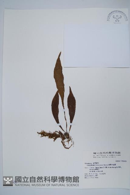 臺灣車前蕨藏品圖，第1張