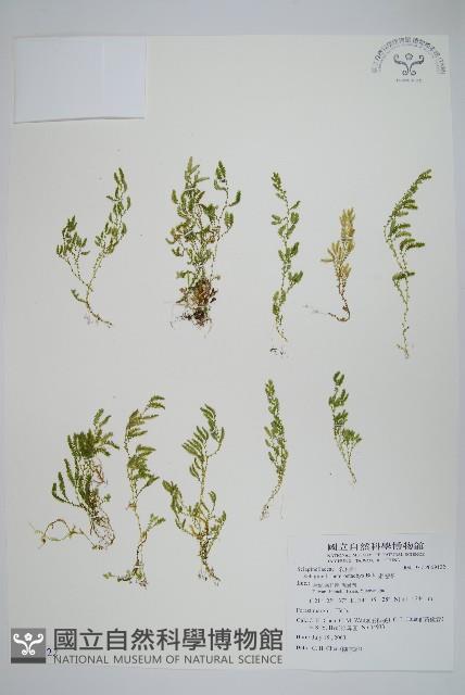 膜葉卷柏藏品圖，第1張