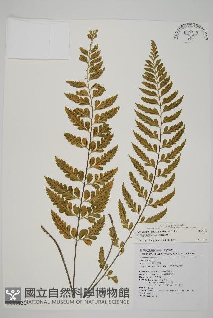 裂葉鐵角蕨藏品圖，第1張