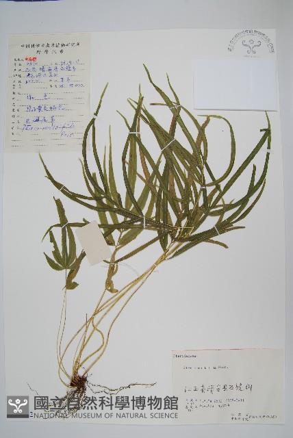 鳳尾蕨藏品圖，第1張