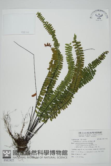 生芽鐵角蕨藏品圖，第1張