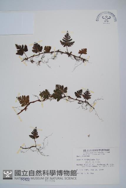 鱗葉陰石蕨藏品圖，第1張