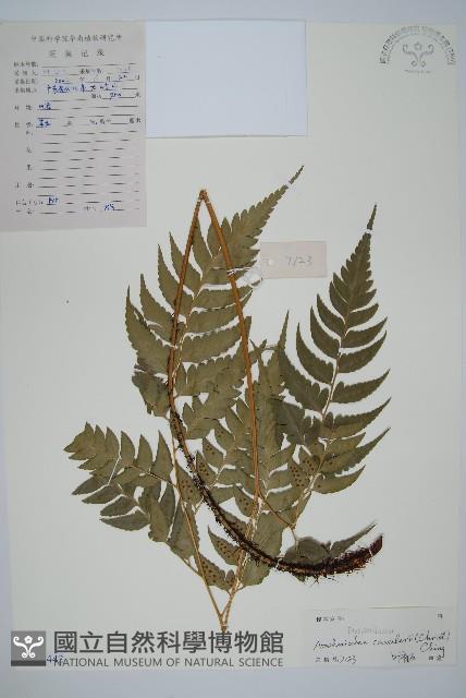 鐮形假毛蕨藏品圖，第1張