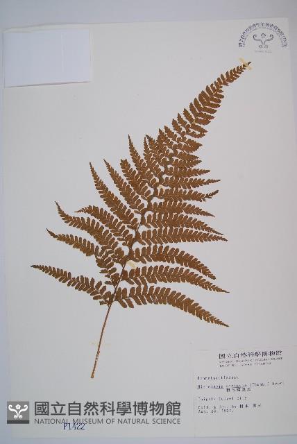 粗毛鱗蓋蕨藏品圖，第1張