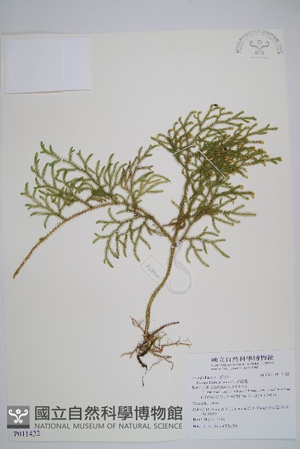 過山龍藏品圖，第1張