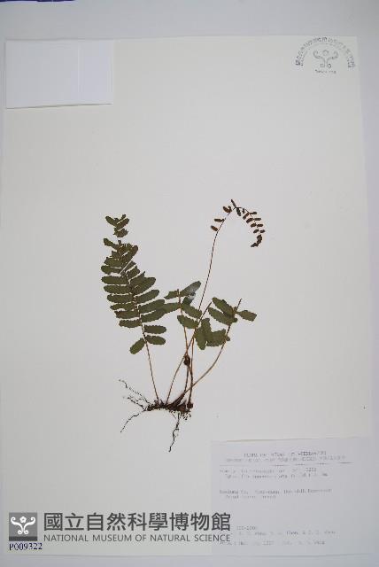 刺蕨藏品圖，第1張