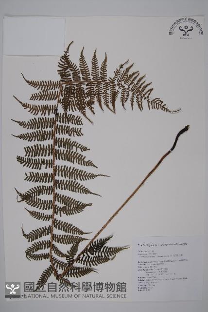 川上氏肋毛蕨藏品圖，第1張