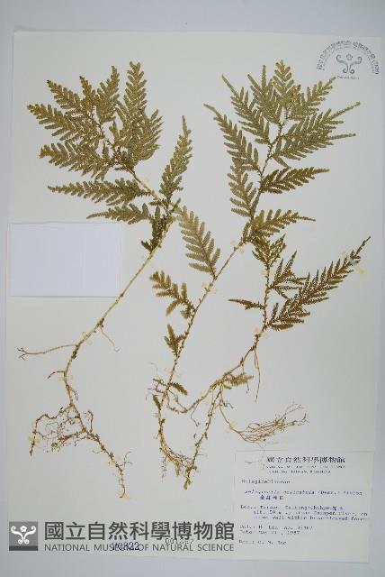 全緣卷柏藏品圖，第1張