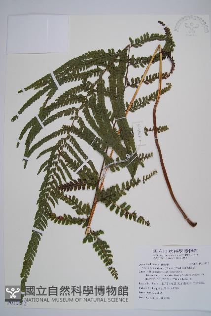 粗毛鱗蓋蕨藏品圖，第1張