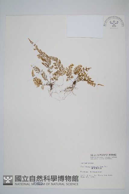 薄葉鐵角蕨藏品圖，第1張