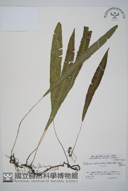 單葉雙蓋蕨藏品圖，第1張