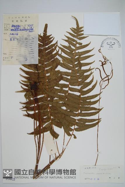 嶺南瘤足蕨藏品圖，第1張