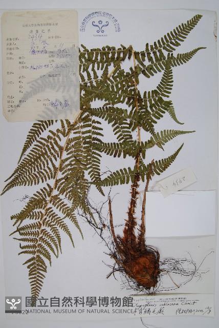 亞二型鱗毛蕨藏品圖，第1張