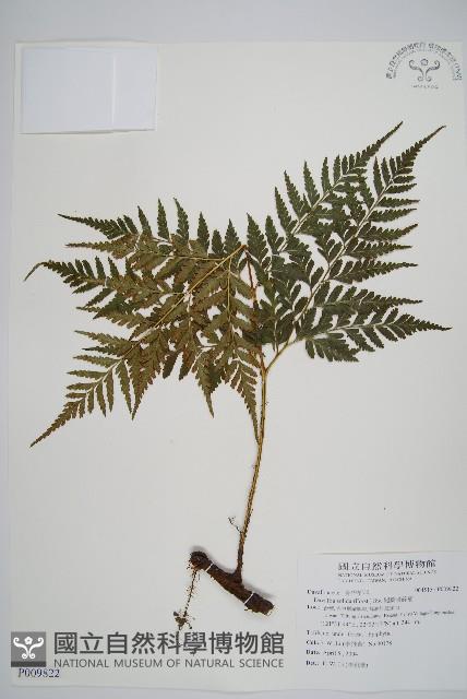 闊葉骨碎補藏品圖，第1張