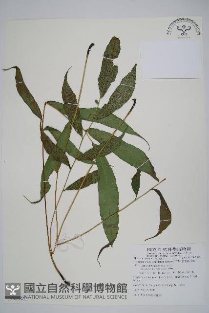 頂芽新月蕨藏品圖，第1張