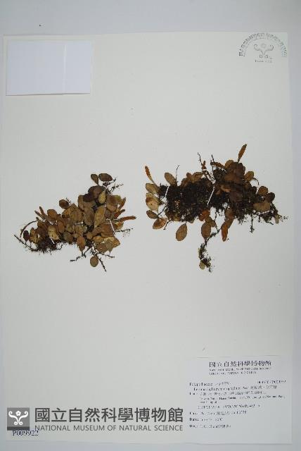 抱樹蕨、伏石蕨藏品圖，第1張