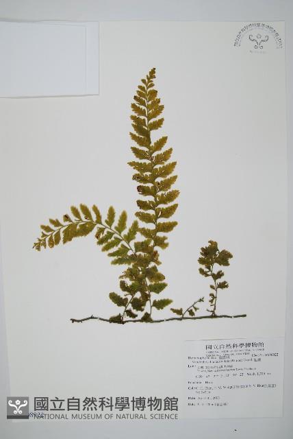 瓶蕨藏品圖，第1張