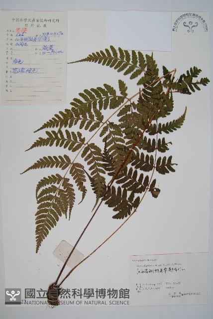 長葉鱗毛蕨藏品圖，第1張