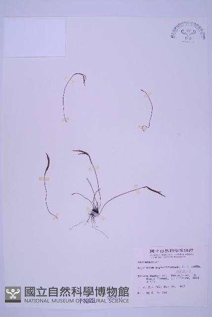 線葉鐵角蕨藏品圖，第1張