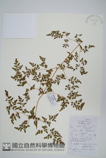 海金沙藏品圖，第1張