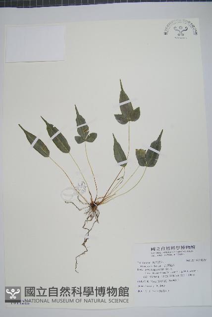 岩鳳尾蕨藏品圖，第1張