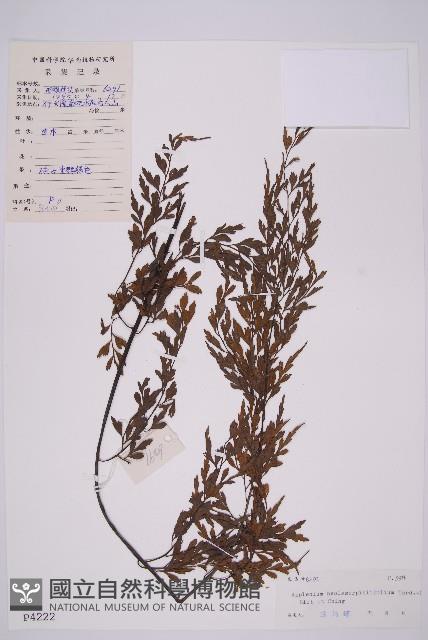 大黑柄鐵角蕨、黃鱗鐵角蕨、大羽鐵角蕨藏品圖，第1張