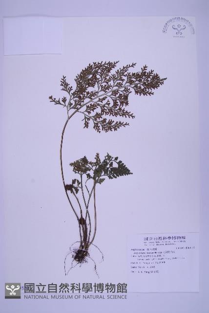 尖葉鐵角蕨藏品圖，第1張