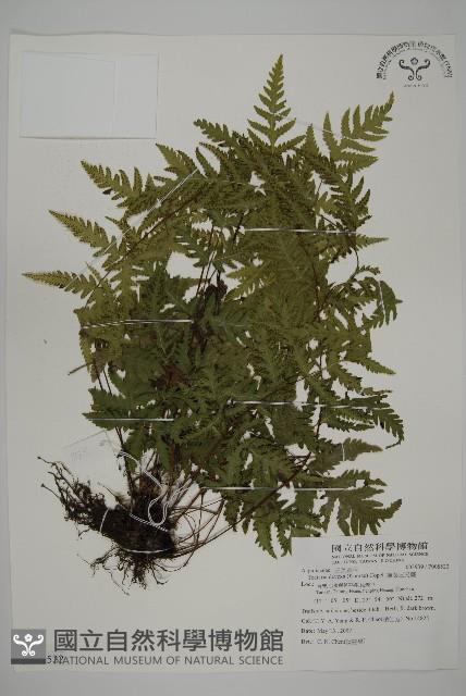 薄葉三叉蕨藏品圖，第1張