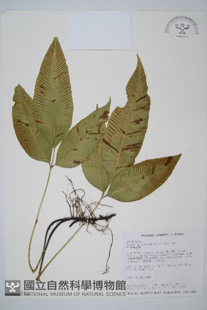 細柄雙蓋蕨藏品圖，第1張