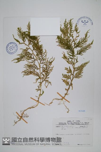 全緣卷柏藏品圖，第1張